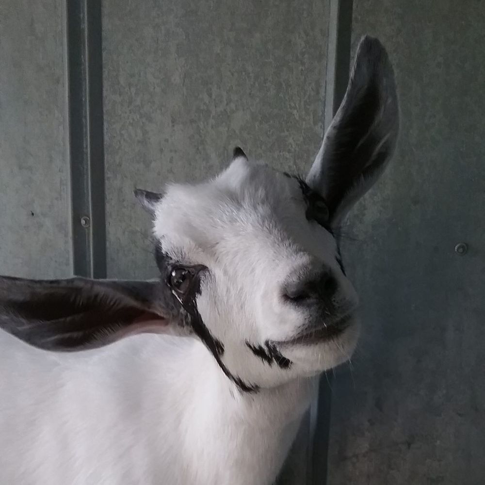 Meet your Posher, Dahlia
